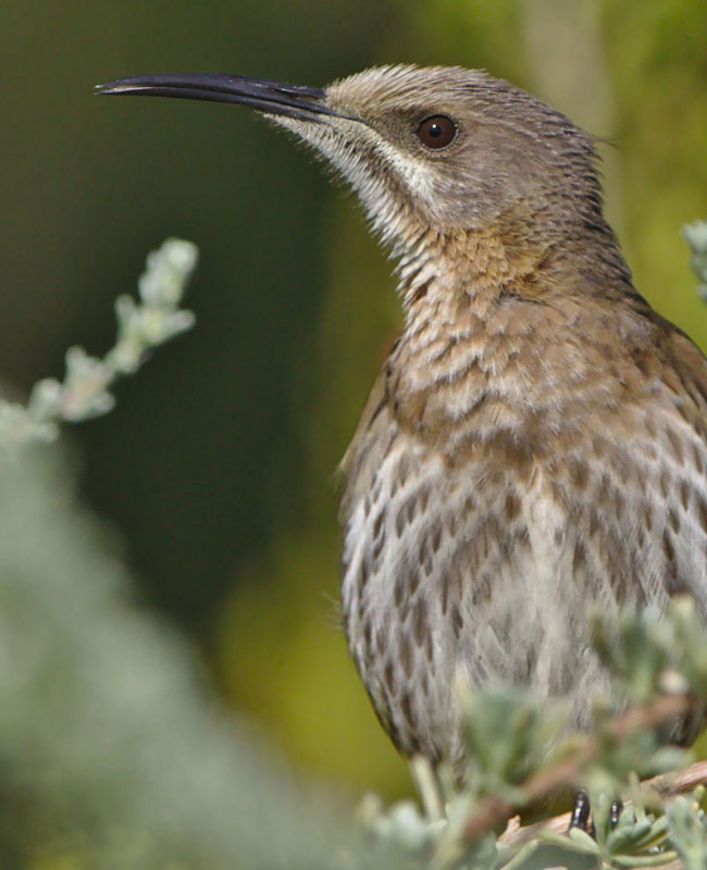 Bird Watching Tour at Jim Corbett National Park – Corbett National Park