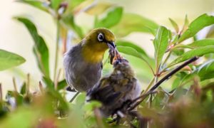 Bird Watching at Alaya Resorts, Kyari Village - Jim Corbett