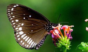 Butterfly at Alaya Resorts, Kyari Village - Jim Corbett