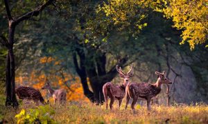 Wildlife at Alaya Resorts, Kyari Village - Jim Corbett