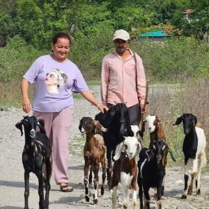 Animal Rescue with Alaya Resorts, Kyari Village - Jim Corbett